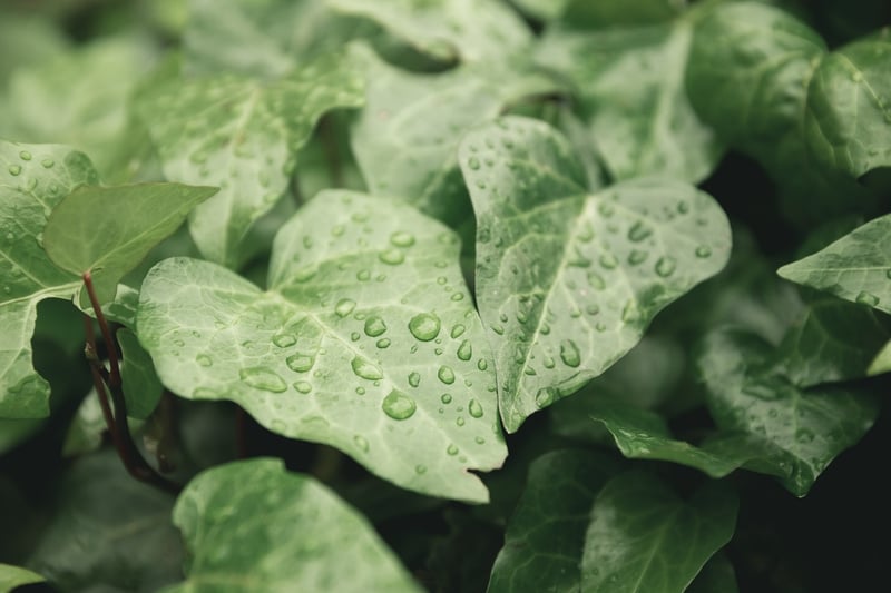 Whimsical Vines