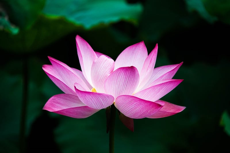 Crystal Lotus Blossom