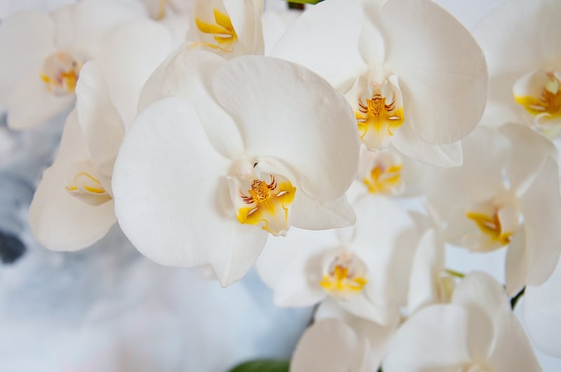 Blue Mystique Orchid