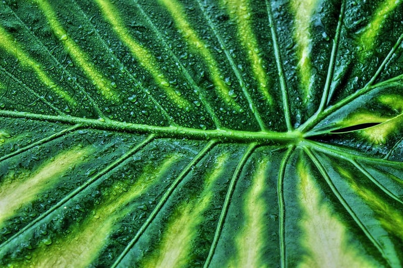 Variegated Monstera Deliciosa